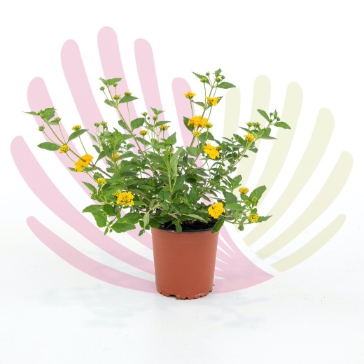 Lantana montevidensis Amarela - P146030V0010Z00010