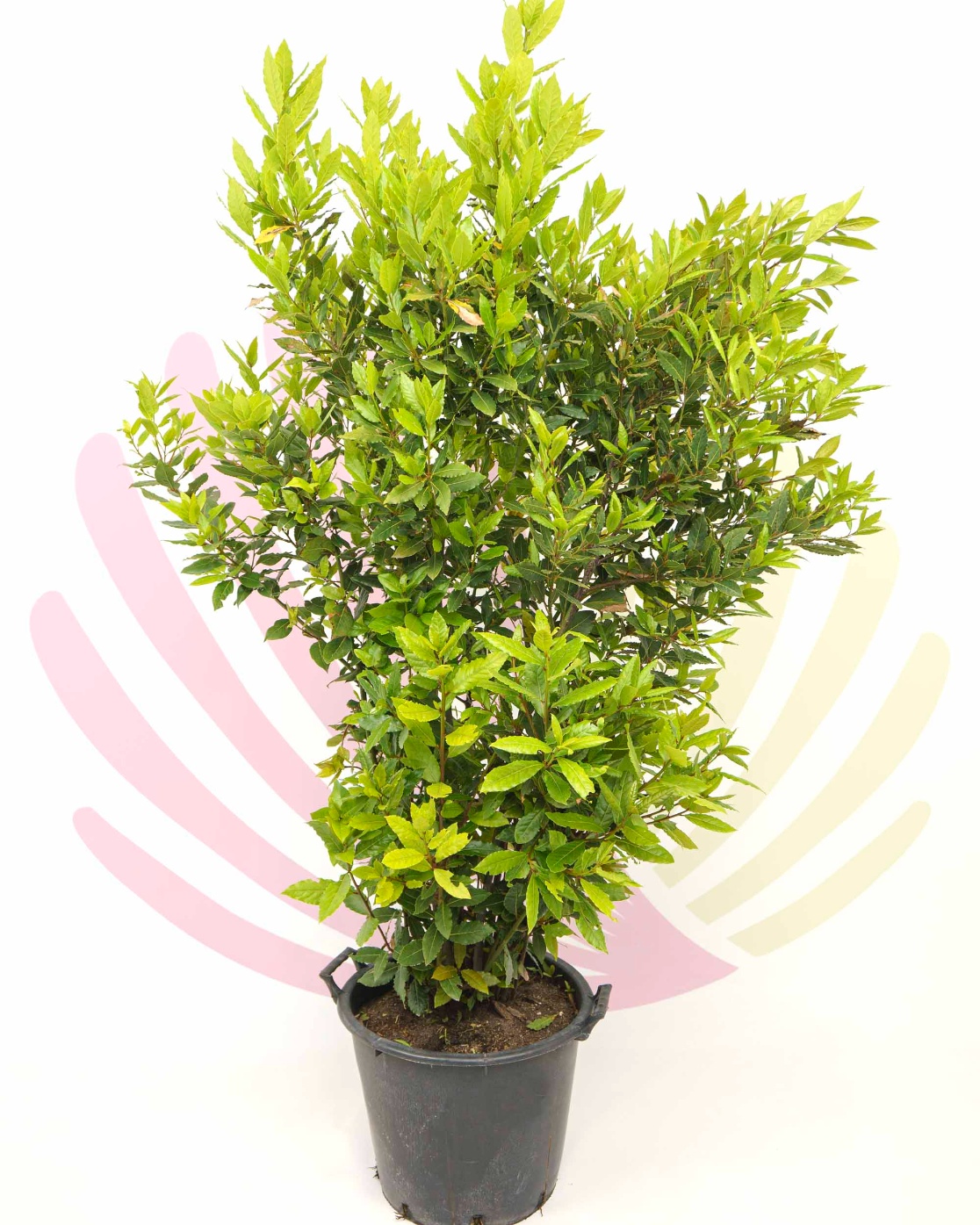 Laurus nobilis - P147010V3001H14010