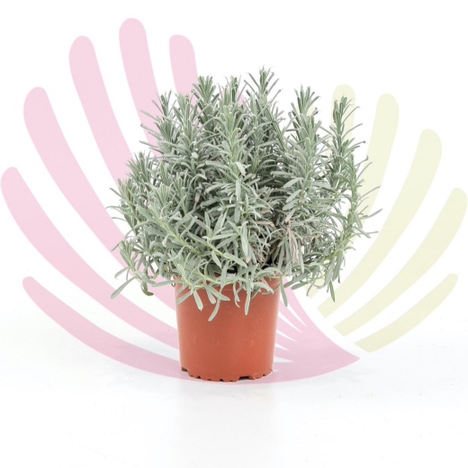 Lavandula intermedia - P148030V0015Z00020