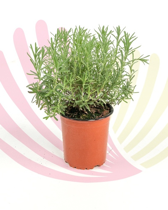 Lavandula stoechas - P148040V0010Z00010