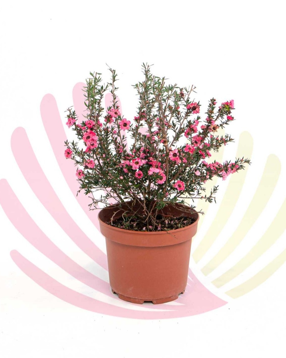 Leptospermum scoparium Pink                                  - LLEPSCOPV2,5      