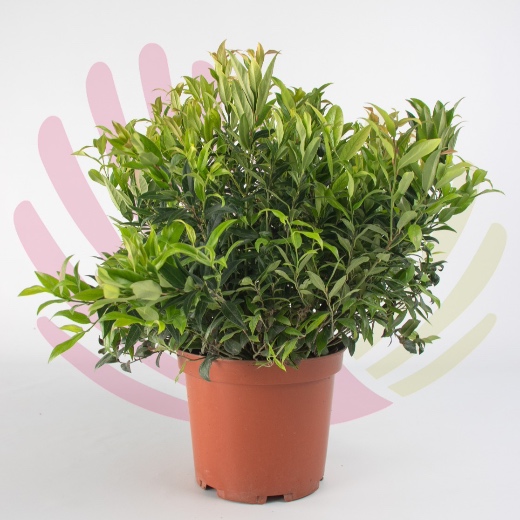 Leucothoe zeblid - LLEUZEBV10