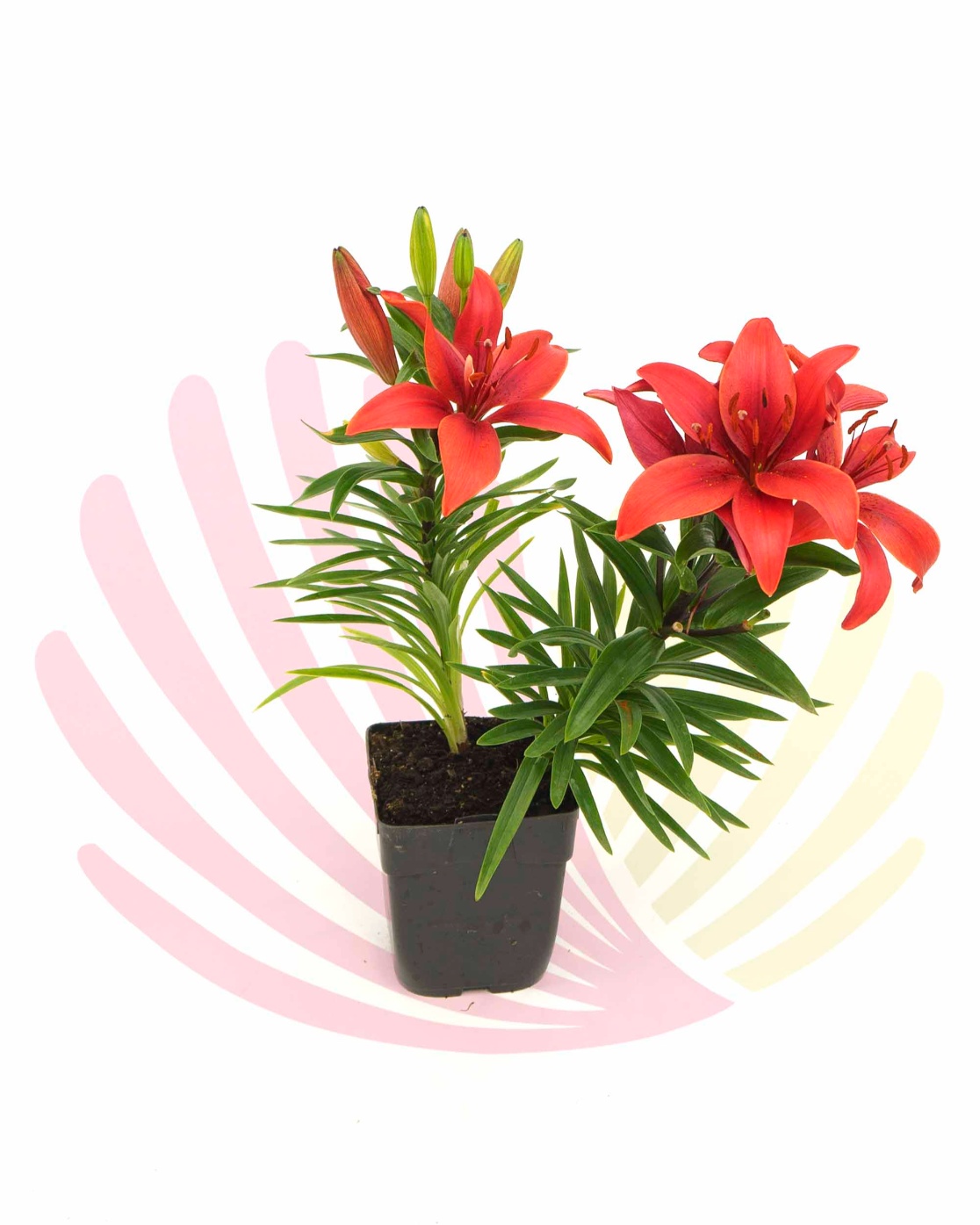 Lilium sp. - LLILSPV10CM