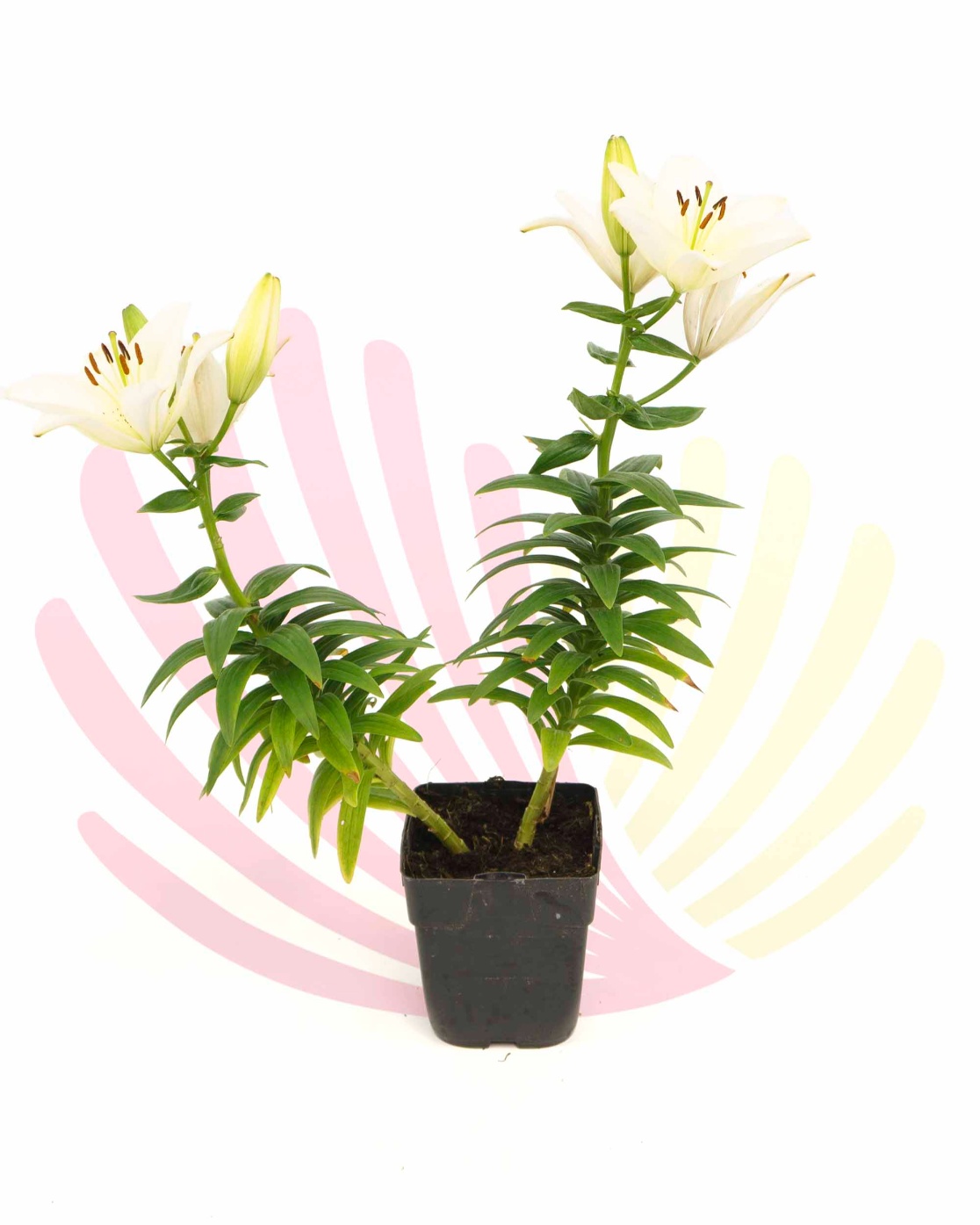Lilium sp. - LLILSPV10CM