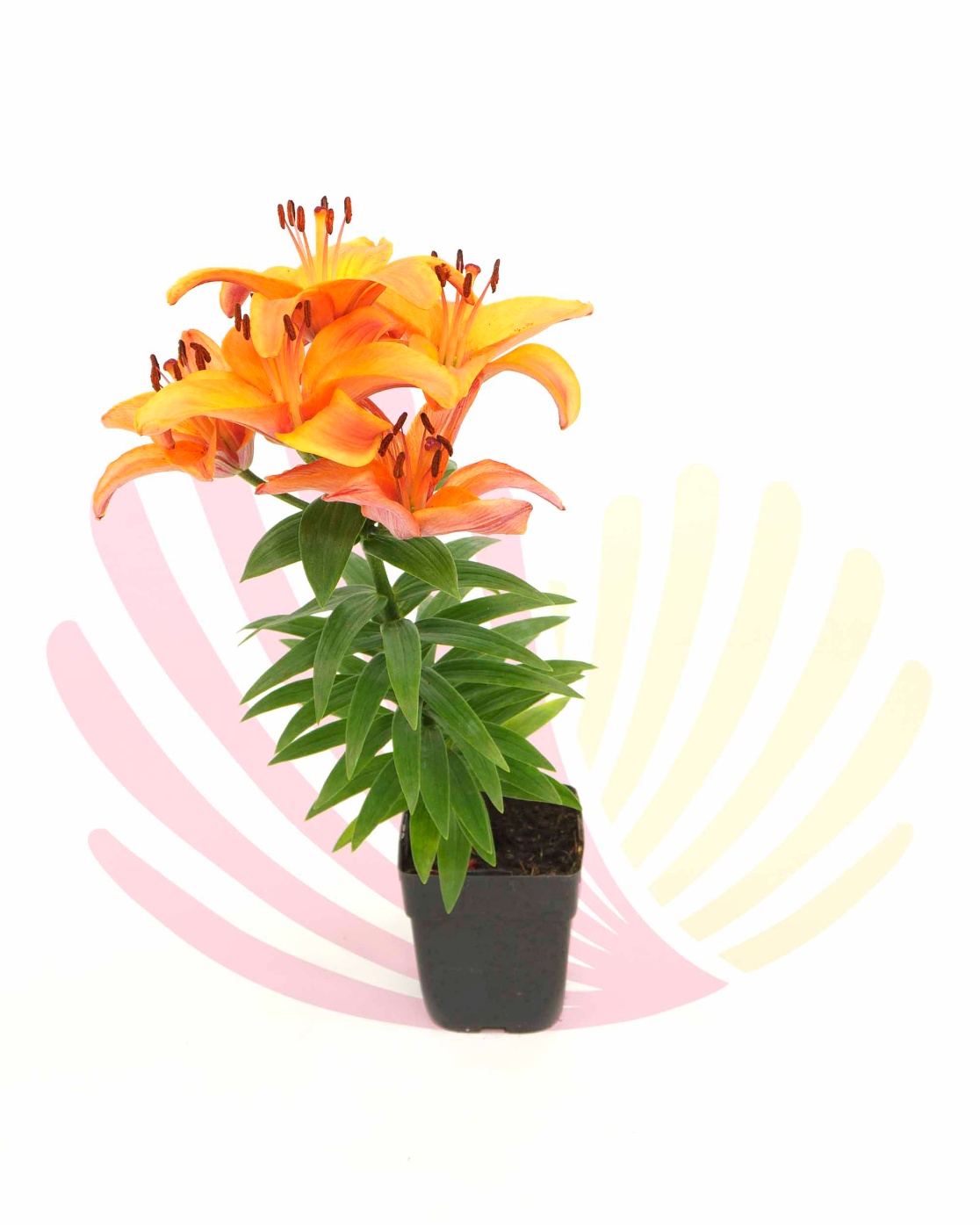 Lilium sp. - LLILSPV10CM