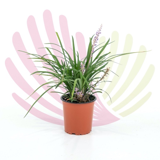 Liriope muscari Royal Purple - P154020V0010Z00010