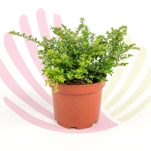 Lonicera pileata - P155040V0025Z00010