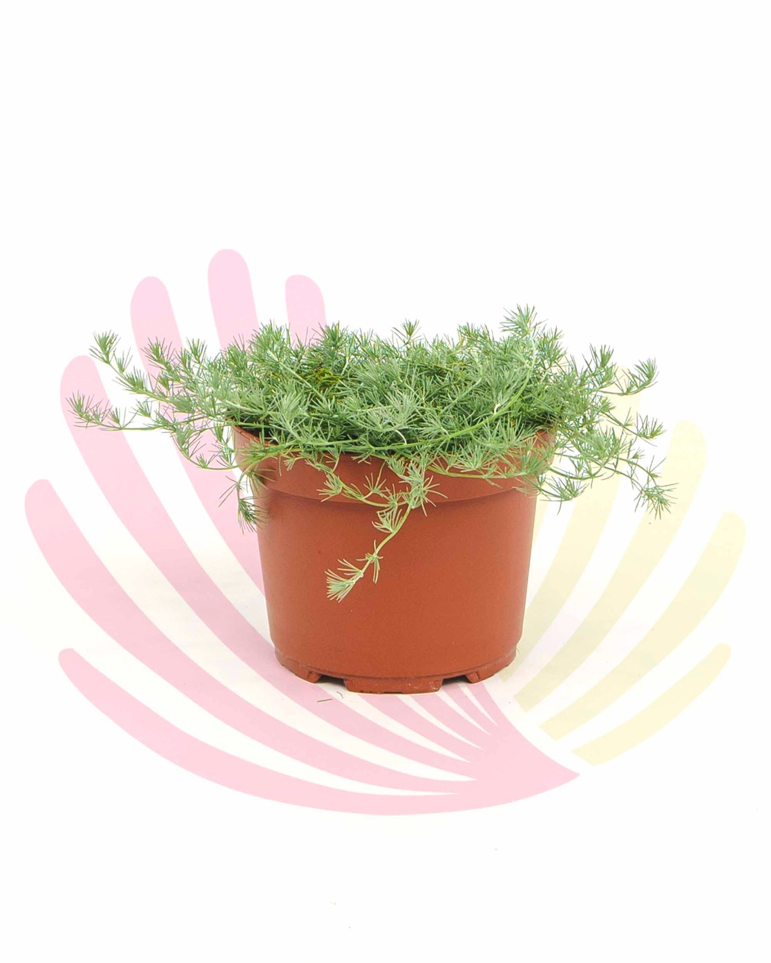 Lotus berthelotii  - LLOTBERV2,5