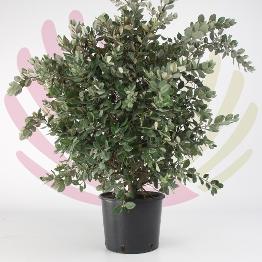 Metrosideros Excelsus - P163010V0000H10020