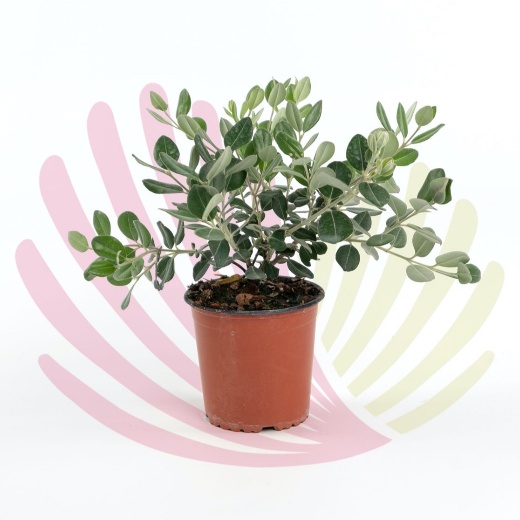 Metrosideros Excelsus - P163010V0010Z00010