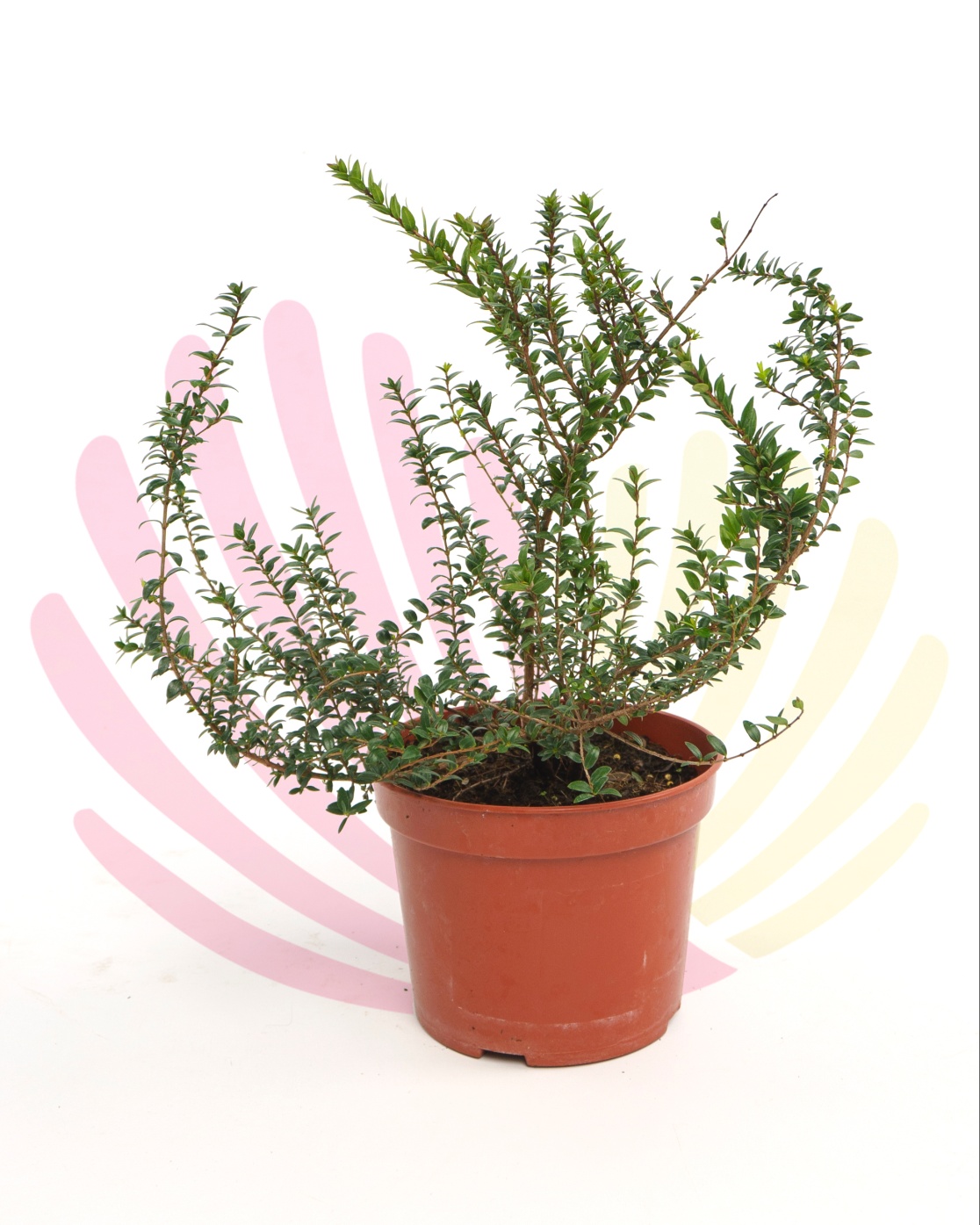 Myrtus communis - P169020V0025Z00020