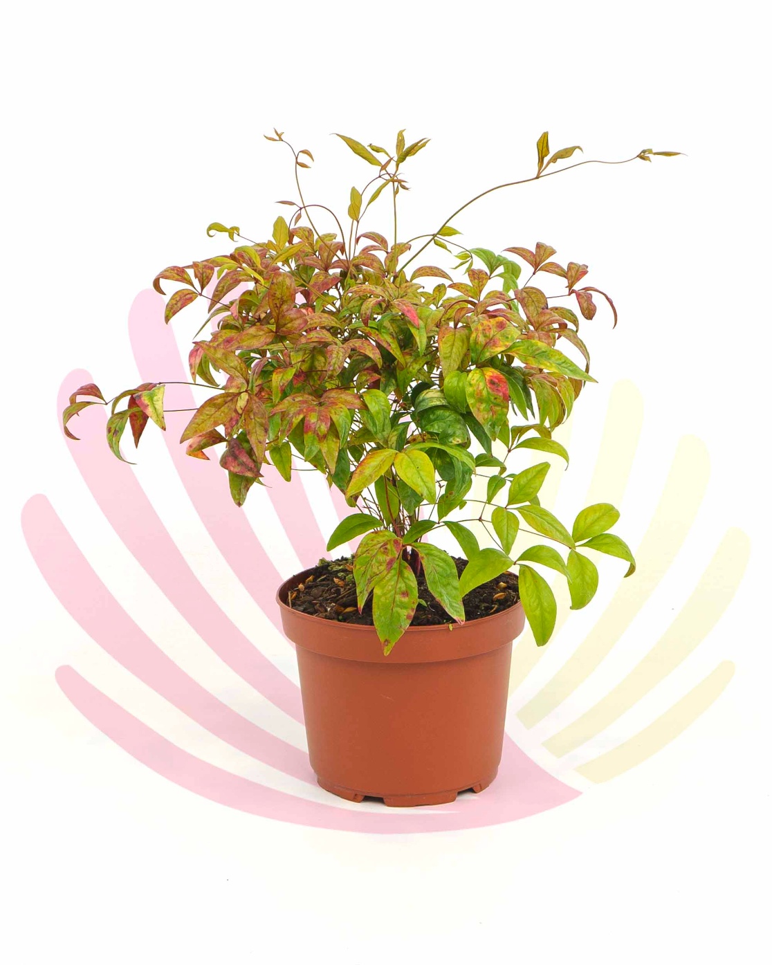 Nandina domestica 