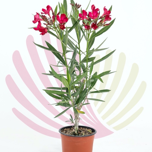Nerium oleander Red - P173030V0010Z00020
