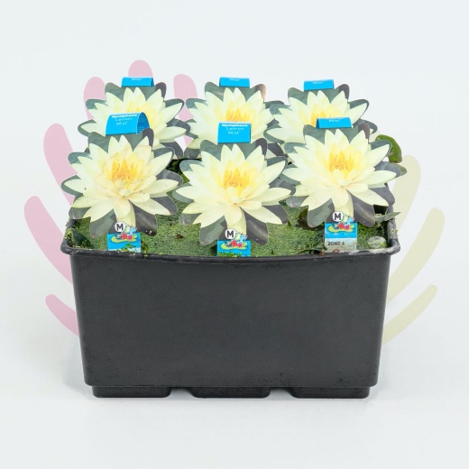 Nymphaea sp. - P174010V0010Z00020