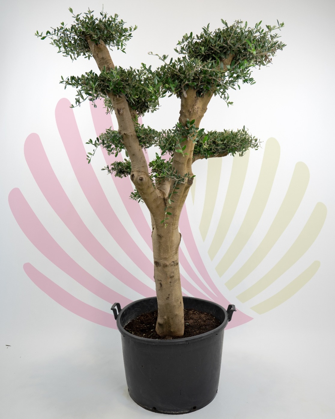 Olea europaea (pratos) - P176014V0000P03020