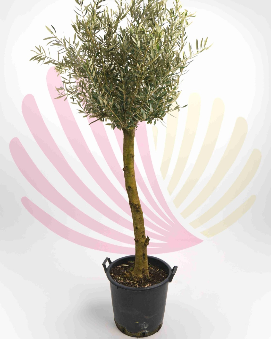 Olea europaea - P176010V0000P02010