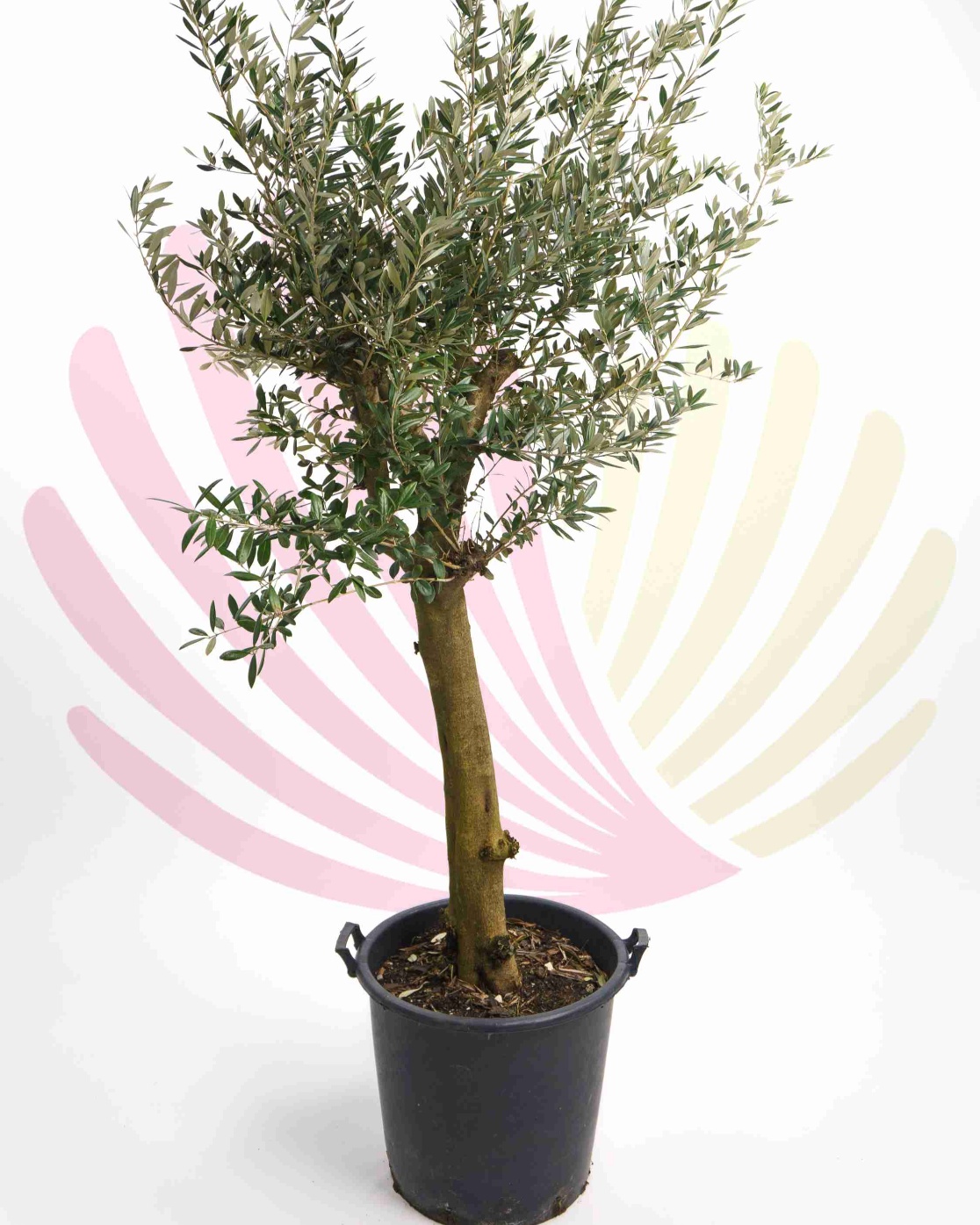 Olea europaea - P176010V0000P02010