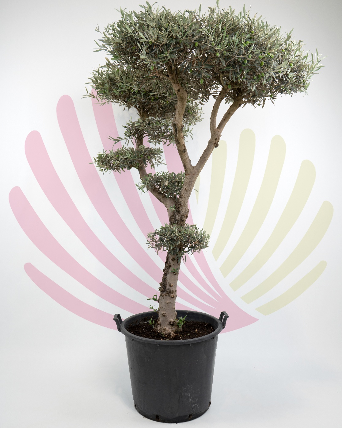 Olea europaea (pratos) - P176010V0000P03010