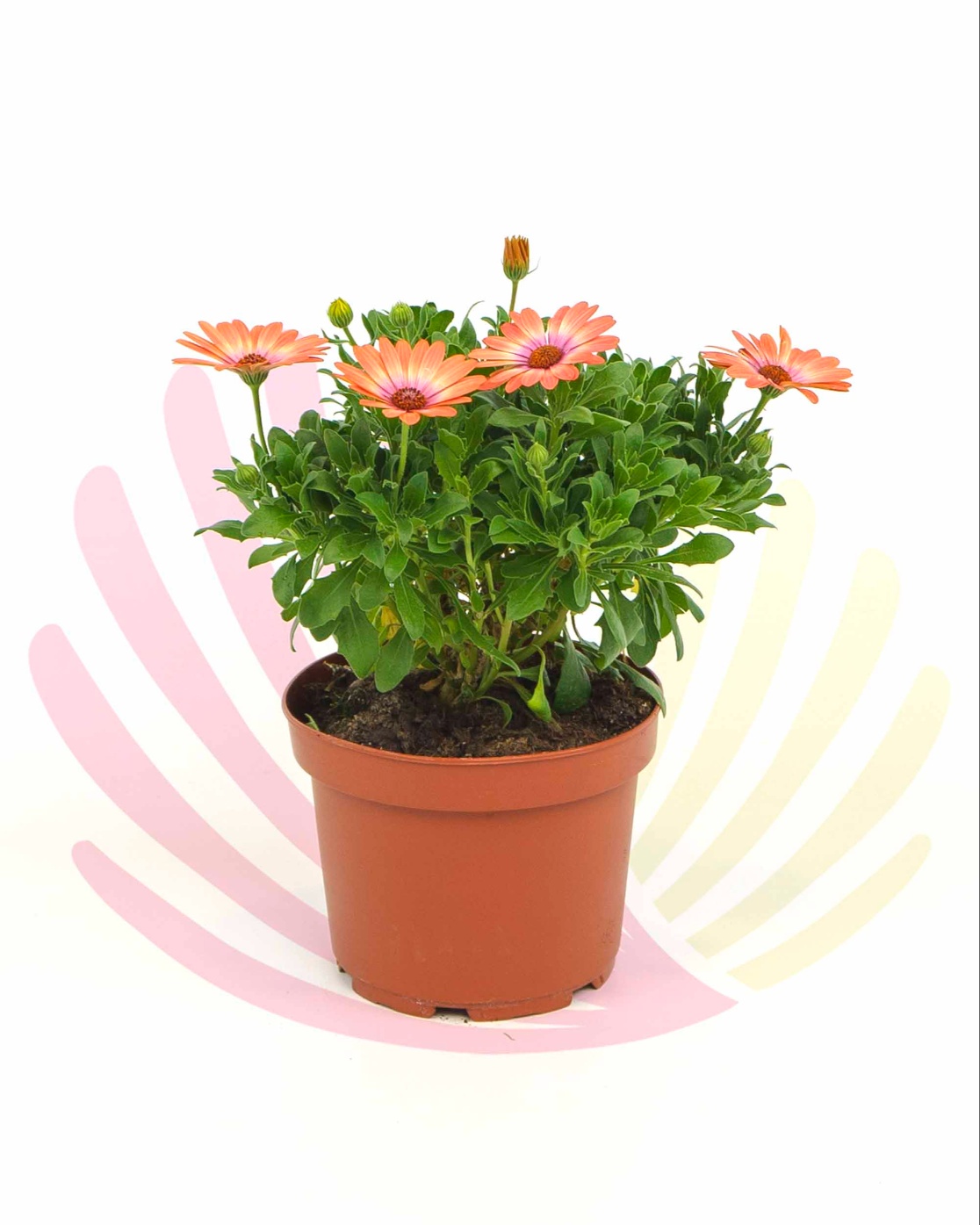 Osteospermum coral magic  - LOSTCORMV2,5