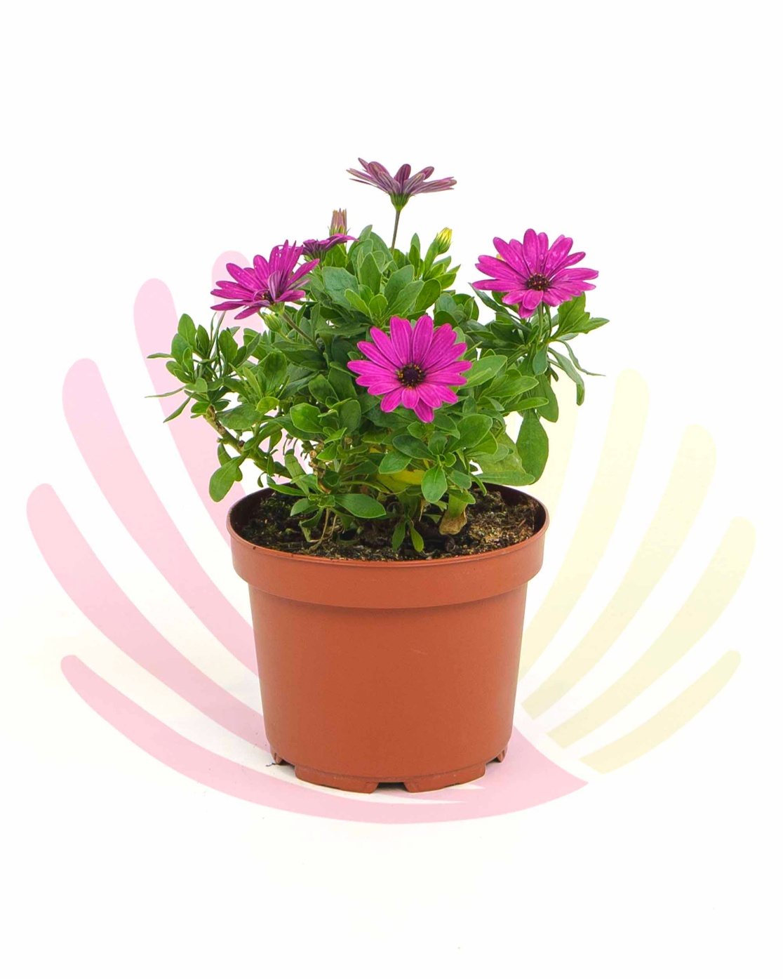 Osteospermum ecklonis Purple Dark - LOSTPURDV2,5