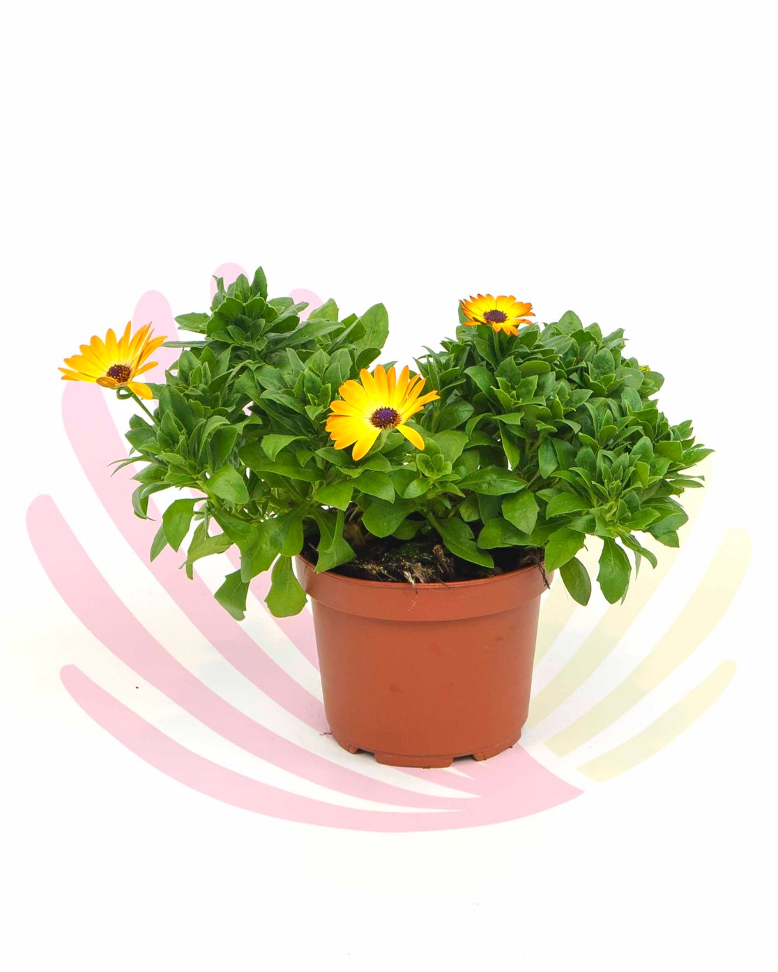 Osteospermum sunshine beauty - LOSTSUNBV2,5