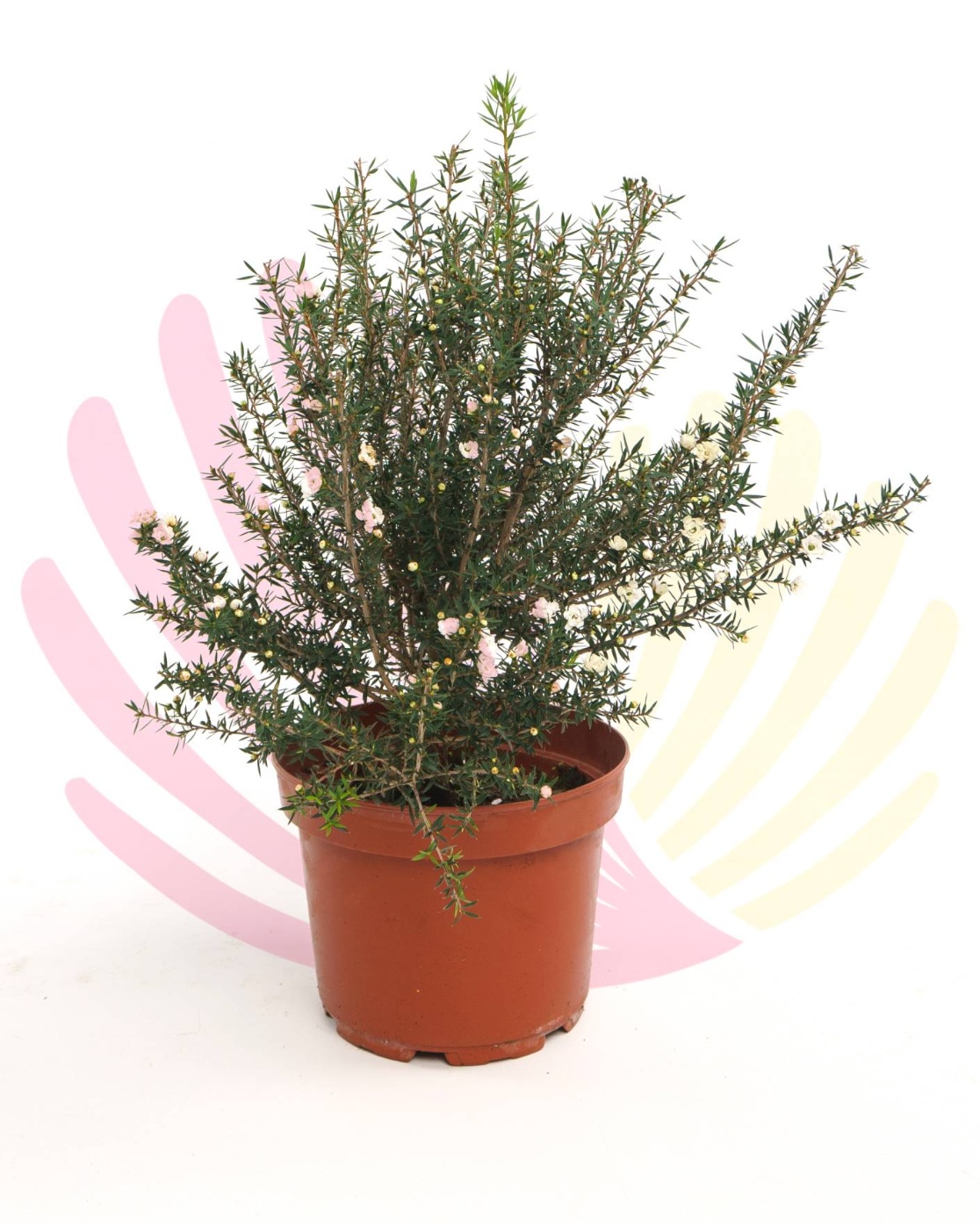 Leptospermum scoparium White                                 - LLEPSCOWV2,5      