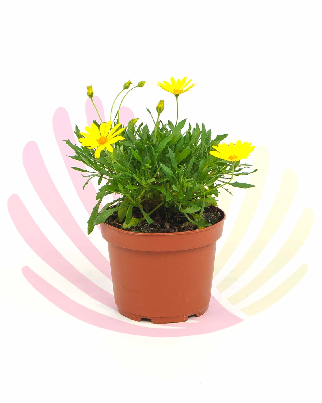 Osteospermum voltage yellow - LOSTVOLTYV2,5