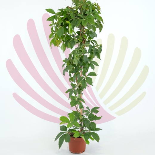 Parthenocissus quinquefolia - P183010V0025H08110