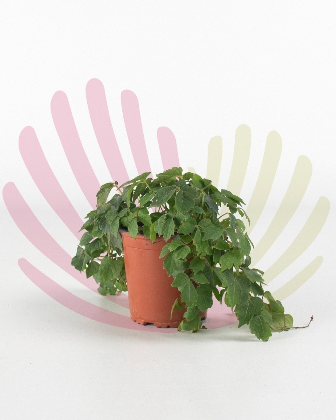 Parthenocissus tricuspidata - P183020V0010Z00010