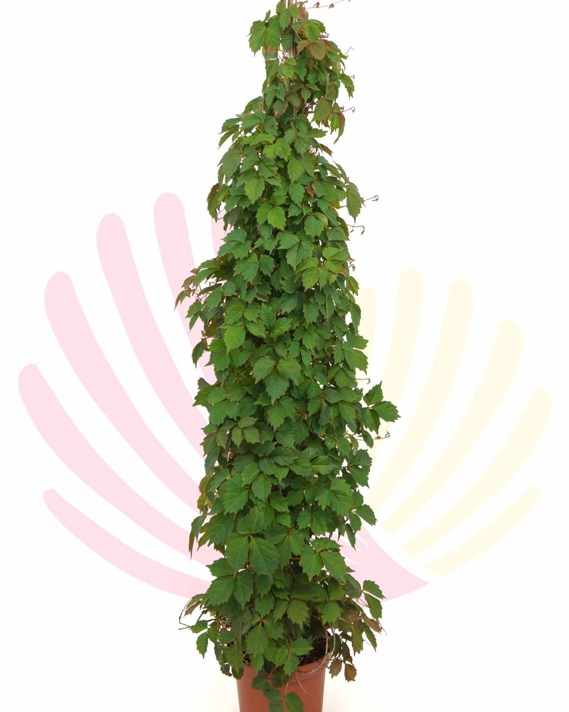 Parthenocissus tricuspidata - P183020V0010Z00010