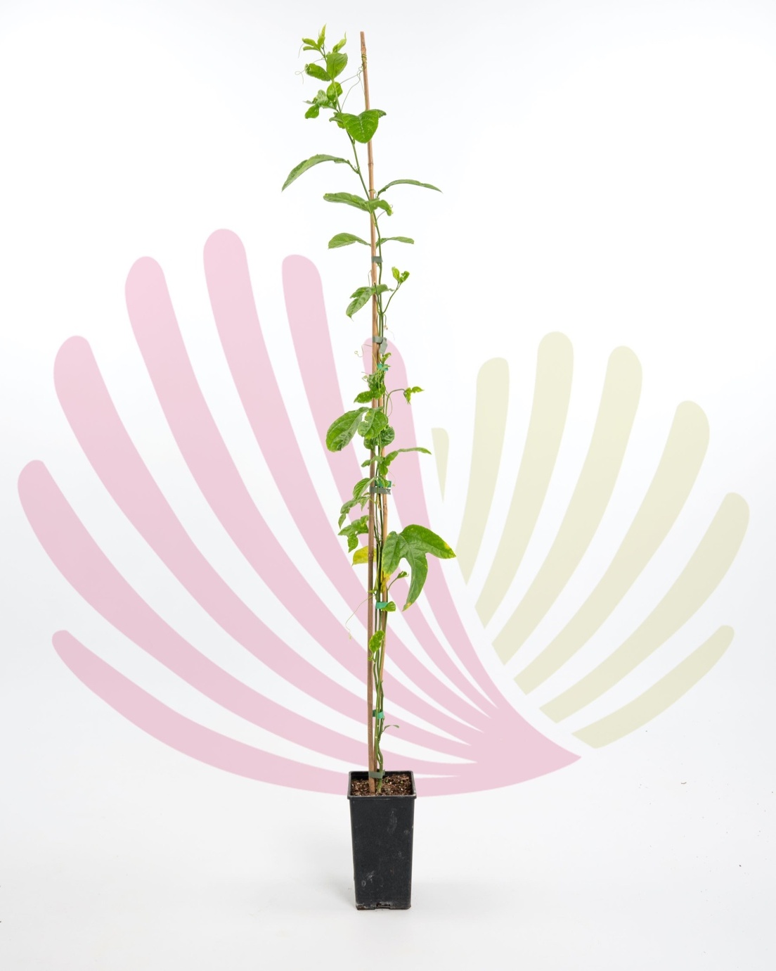 Passiflora edulis - P184010V0040H10120