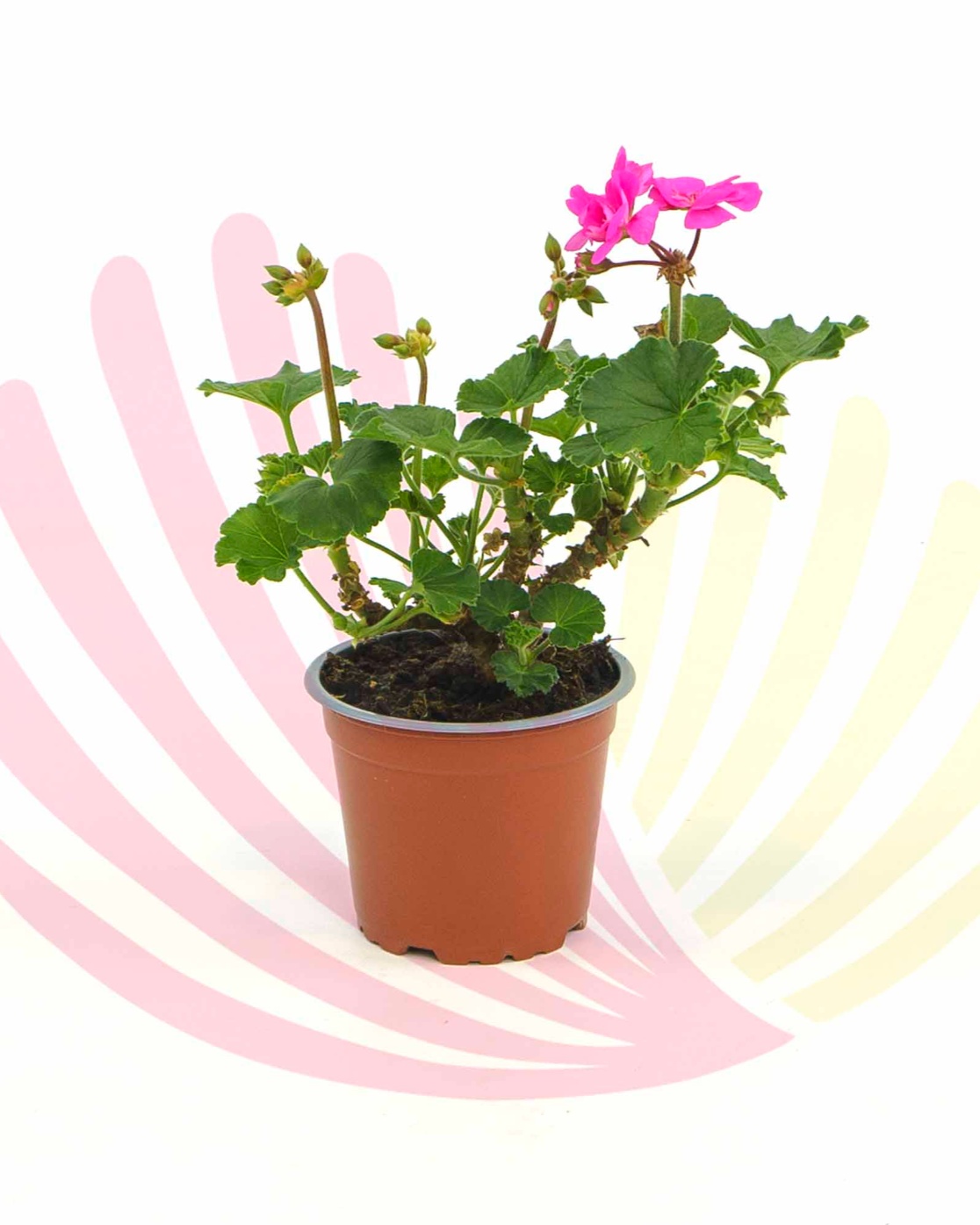 Pelargonium zonale - P186030V0010Z00020