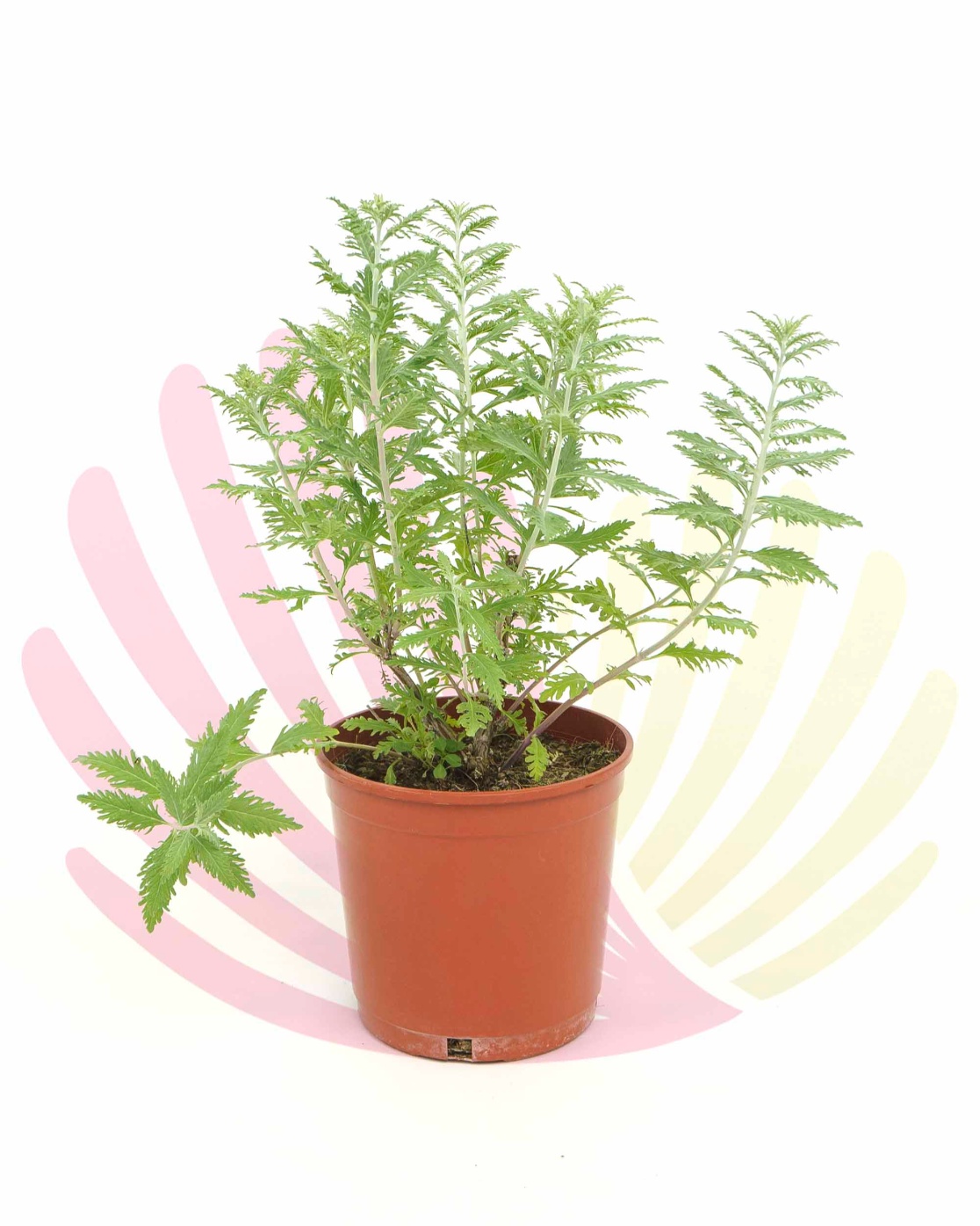 Perovskia atriplicifolia - P189010V0010Z00010