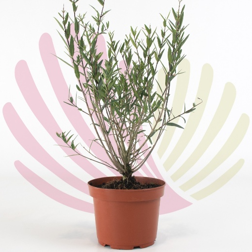 Phillyrea angustifolia - P192010V0025Z00010