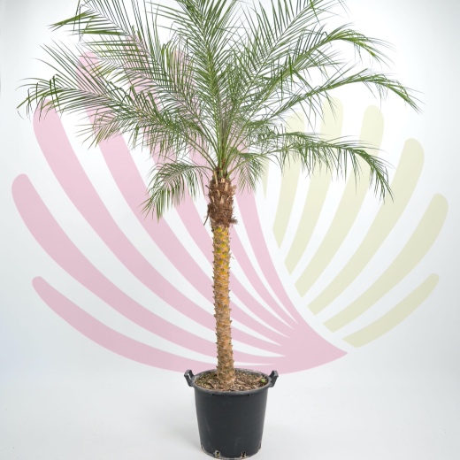 Phoenix roebelenii - P195010V0000T10010