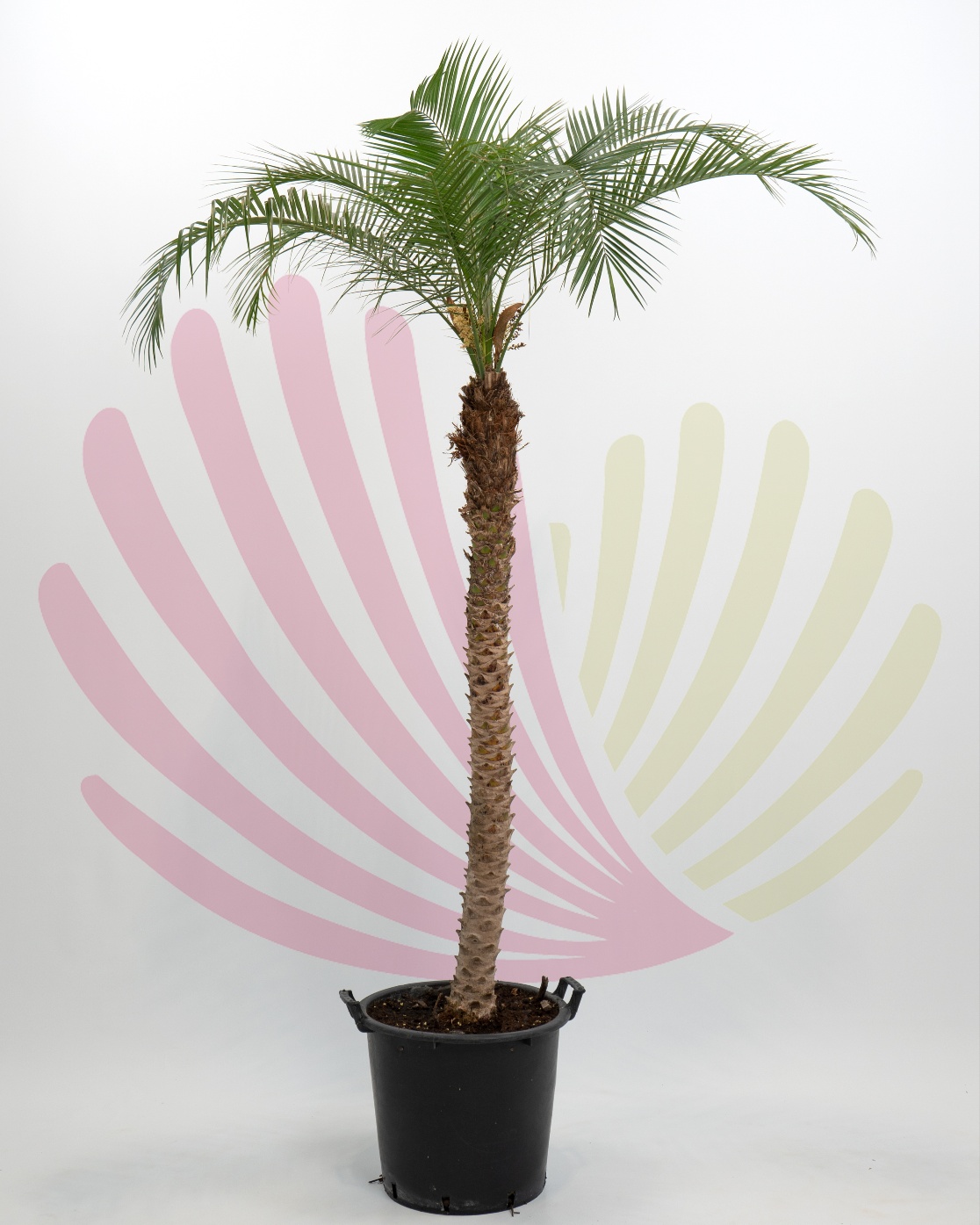 Phoenix roebelenii - P195010V0000T12010