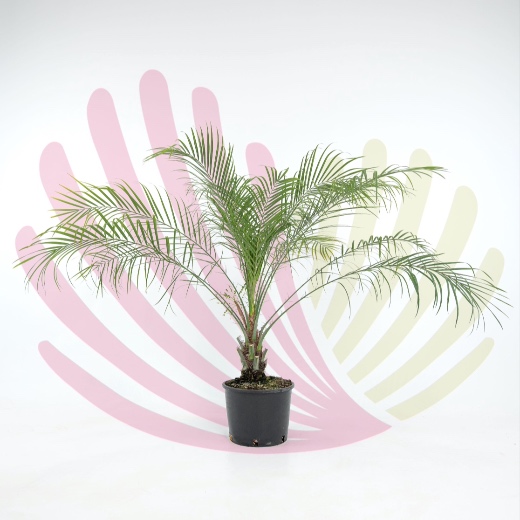 Phoenix roebelenii - P195010V0000T02110