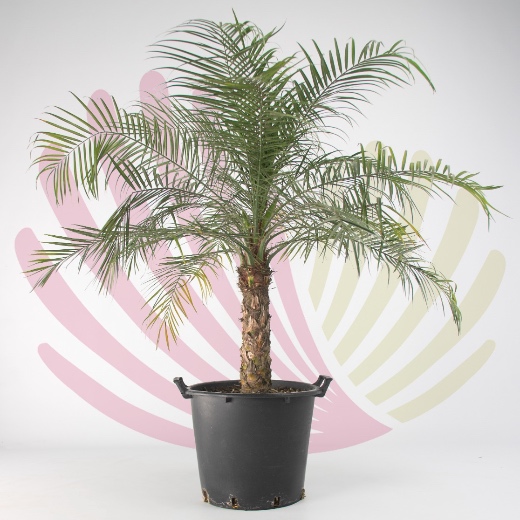 Phoenix roebelenii - P195010V0000T04010