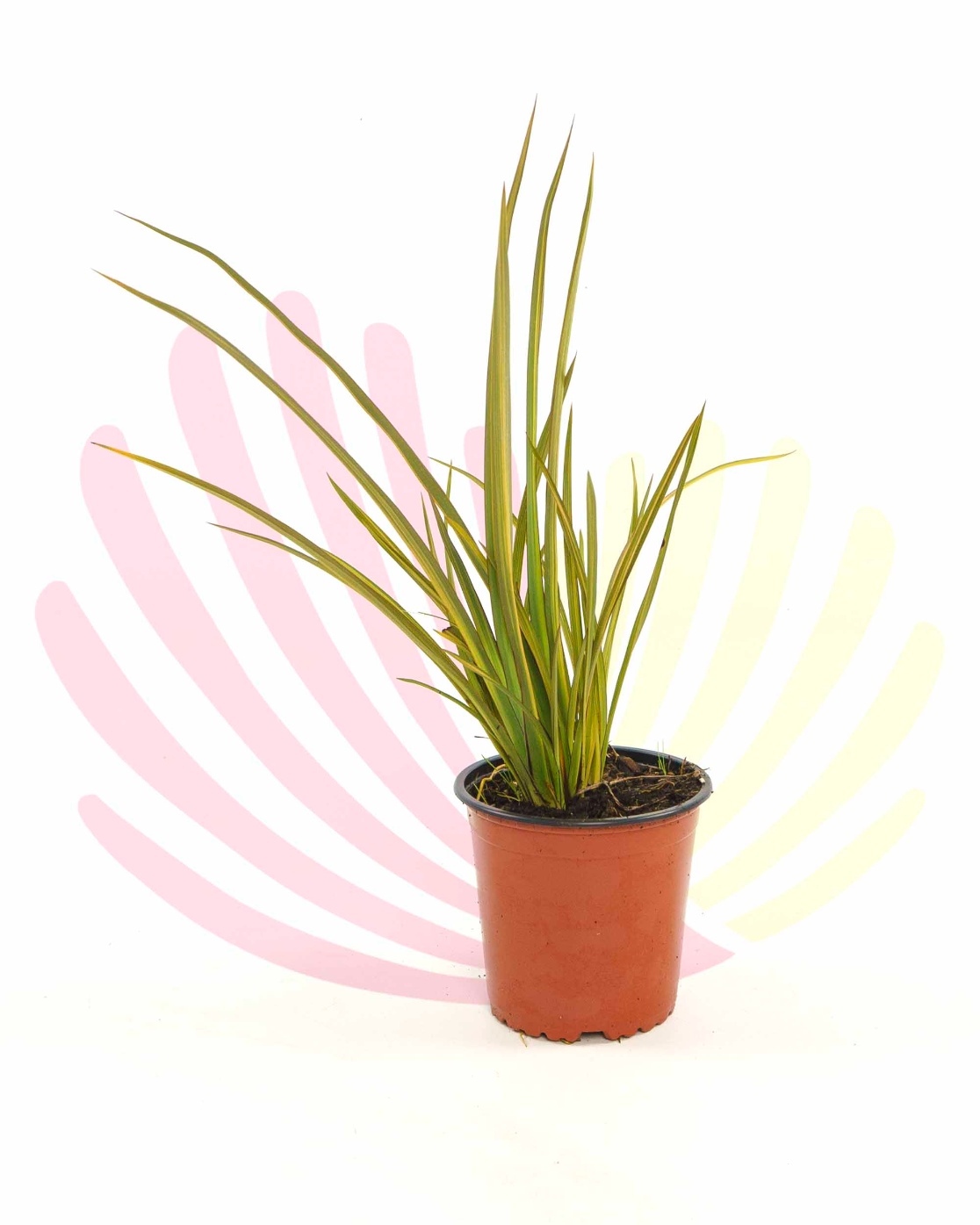 Phormium tenax Apricot Queen - P196050V0010Z00010