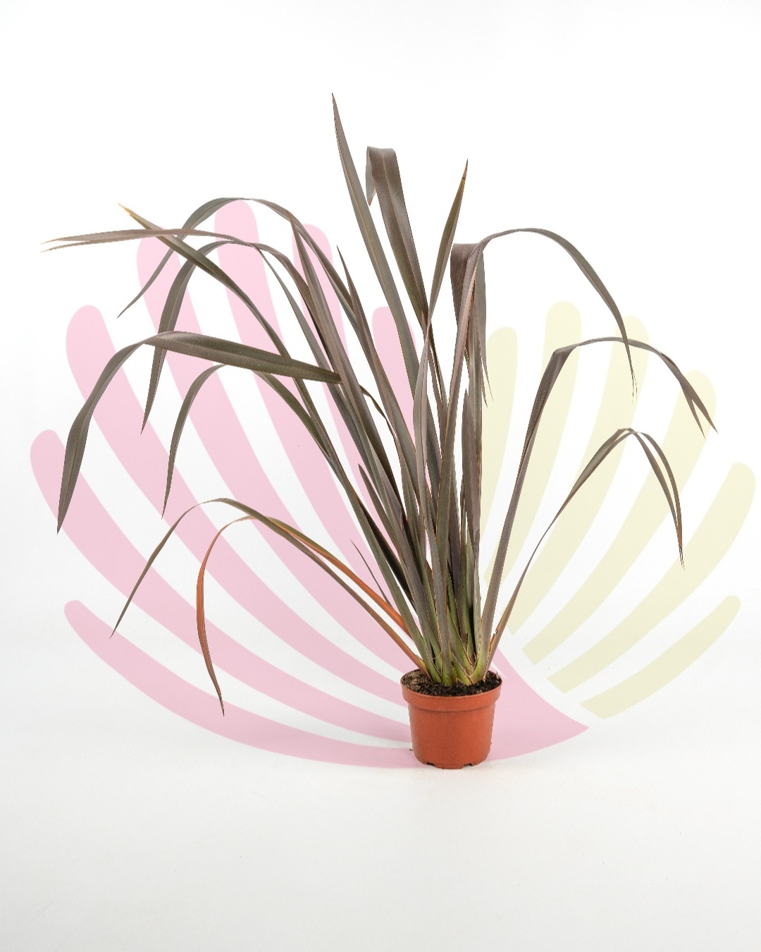 Phormium tenax Bronze Tower - P196070V0025Z00010