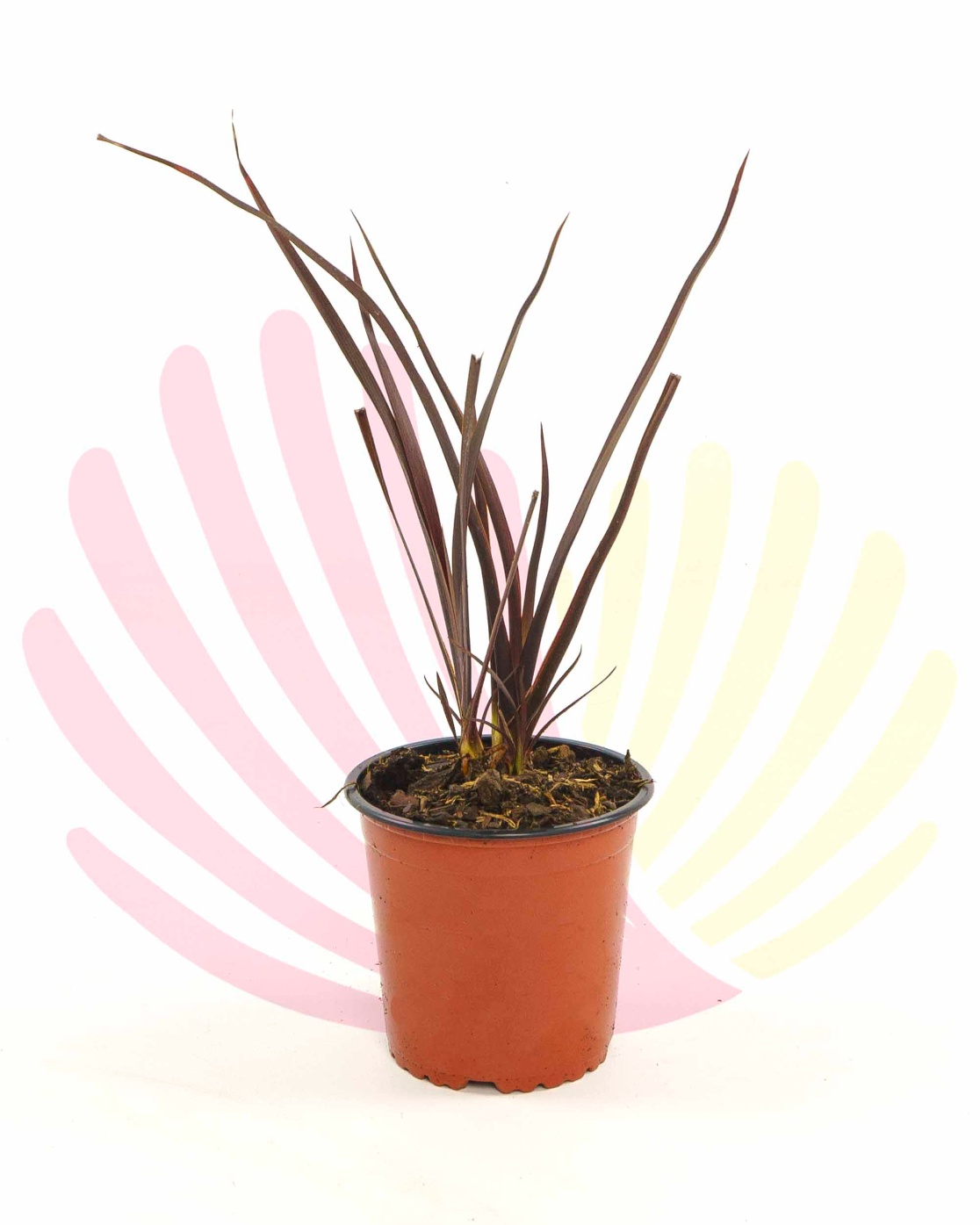 Phormium tenax Special red - P196130V0010Z00010