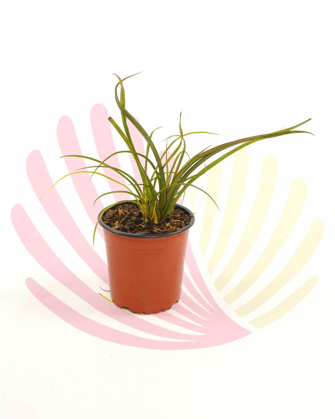 Phormium tenax Surfer - P196160V0010Z00010