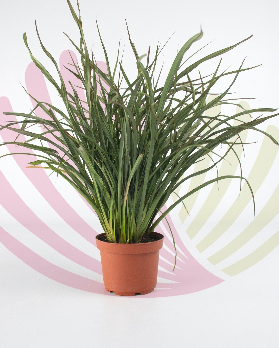 Phormium tenax Surfer - P196160V0025Z00010