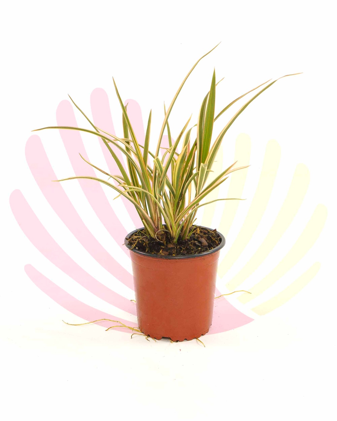 Phormium tenax Wings of Gold - P196200V0010Z00010