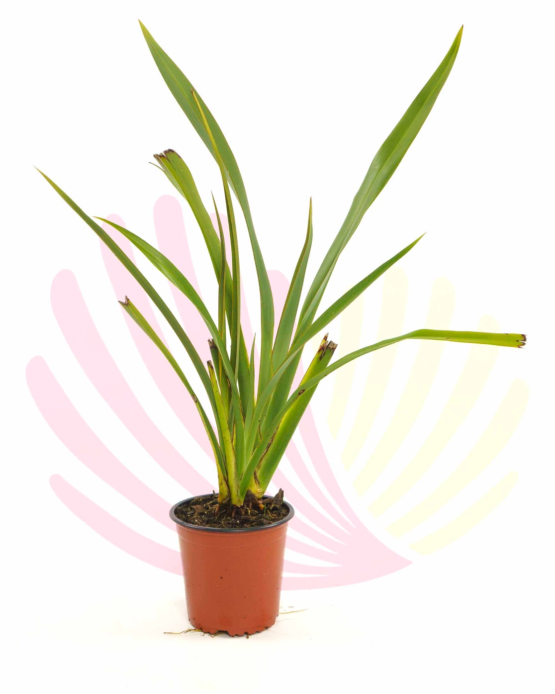 Phormium tenax - P196040V0025Z00010