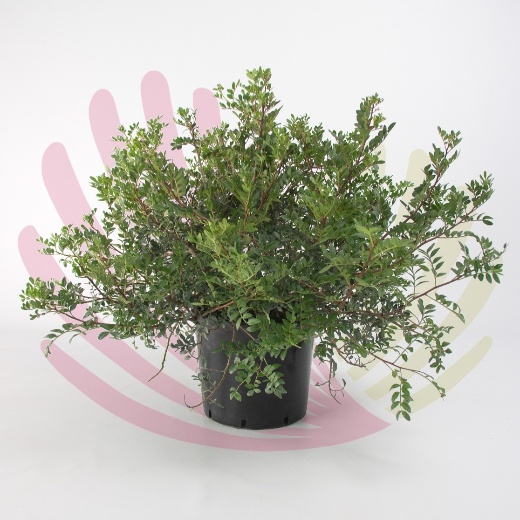 Pistacia lentiscus - P202010V0100H08010