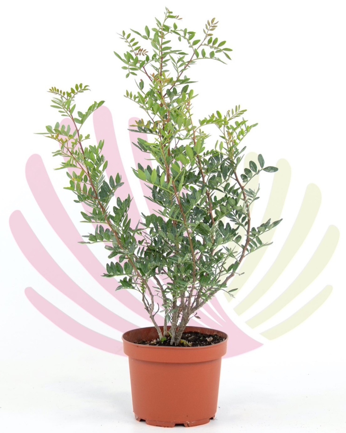 Pistacia lentiscus - PPISLENV2,5       