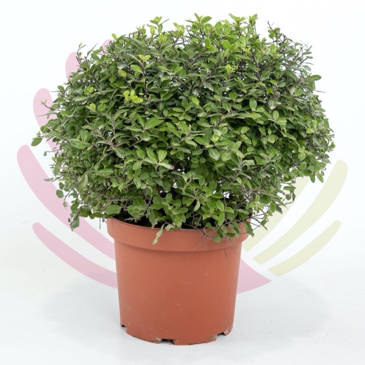 Pittosporum tenuifolium Golf Ball - Pittosporum tenuifolium Golf Ball