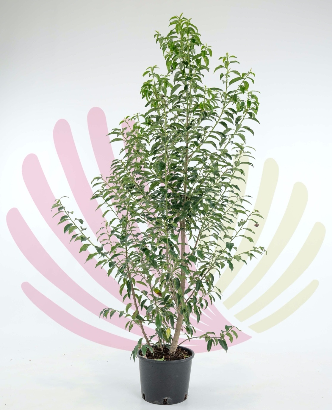 Prunus lusitanica - P209080V0100H06010