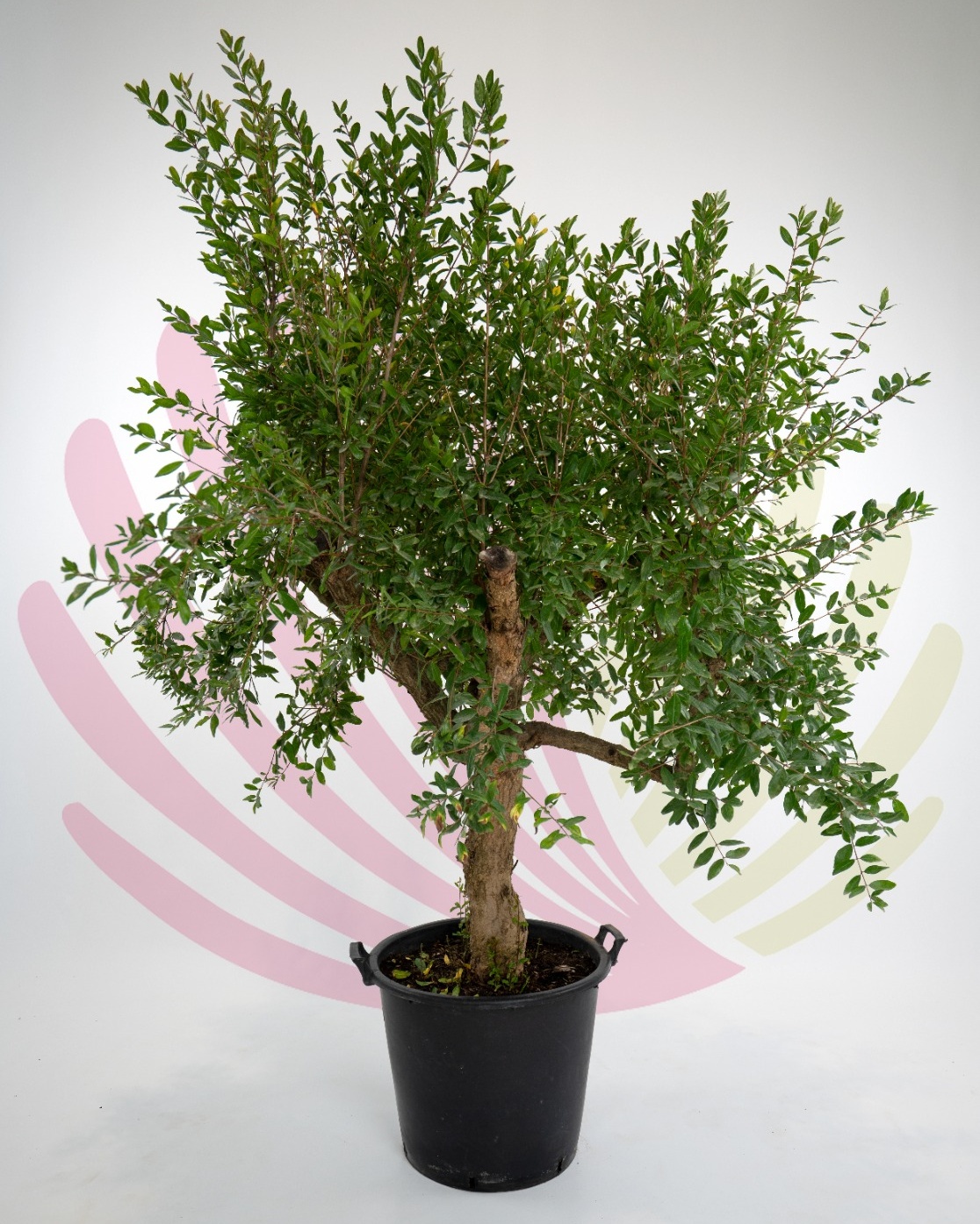 Punica granatum - P210010V0000P03010